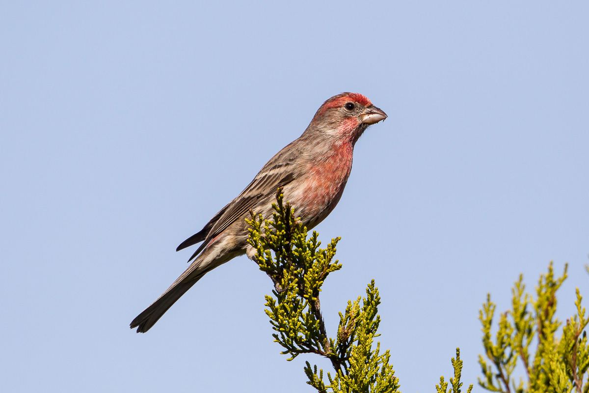 House Finch (Carpodacus mexicanus)